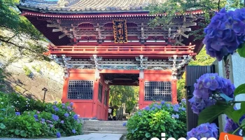 雨引山 楽法寺（雨引観音） - 桜川市