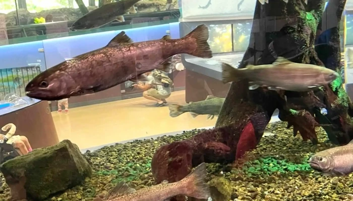 Xiang Mo Chuan HureaiKe Xue Guan Akuariumusagamihara 水族館 - 相模原市